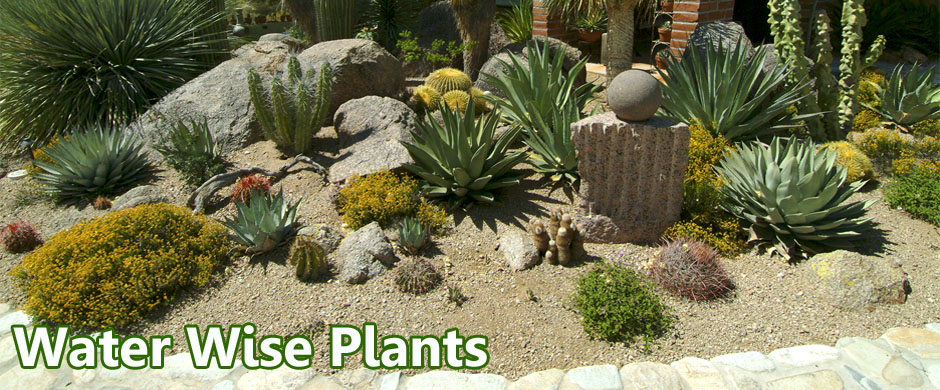 Water Wise Plants